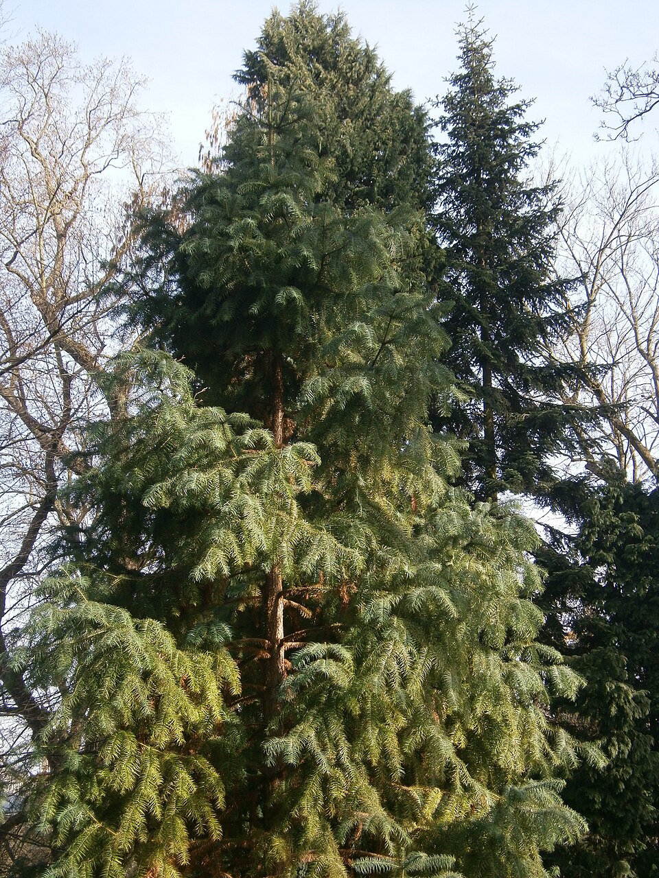 Cunninghamia lanceolata 'Glauca' (Blue China Fir) (alternate view 3)