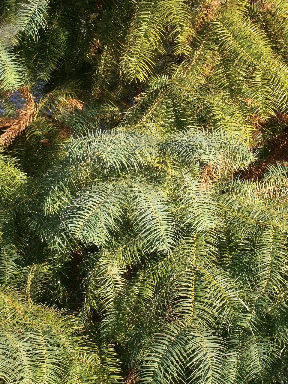 Cunninghamia lanceolata 'Glauca' (Blue China Fir) (alternate view 4)