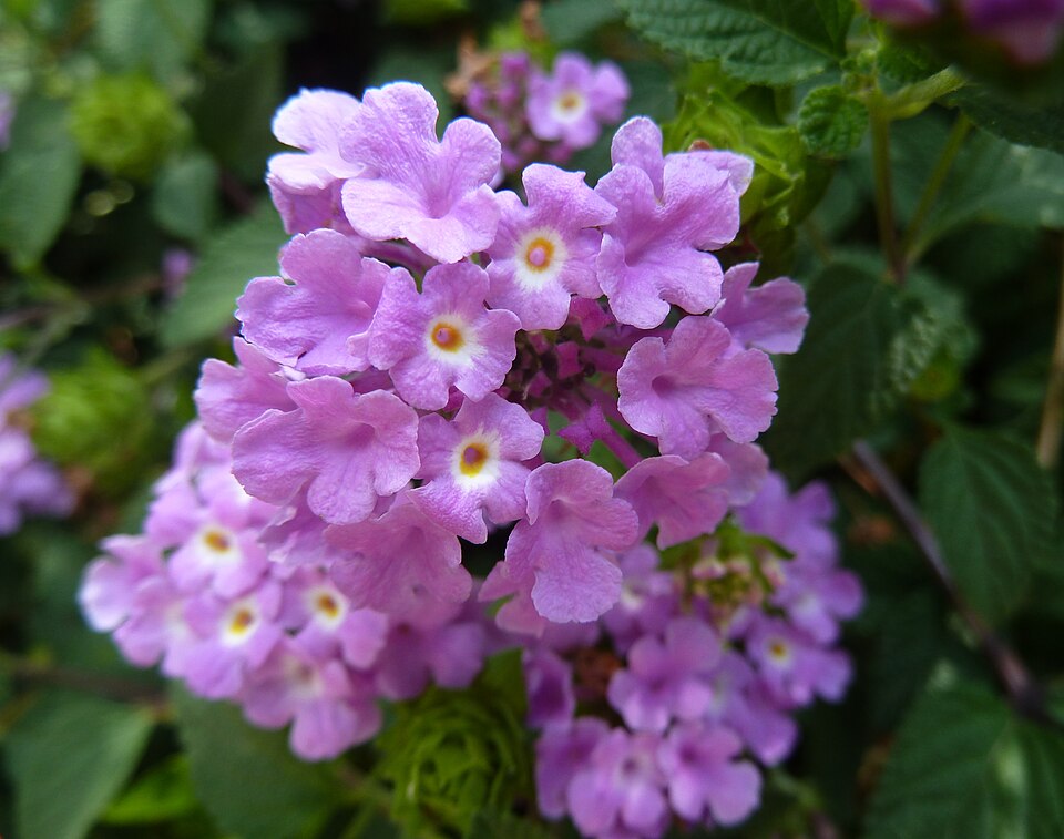 Lantana montevidensis (creeping lantana) (alternate view 4)