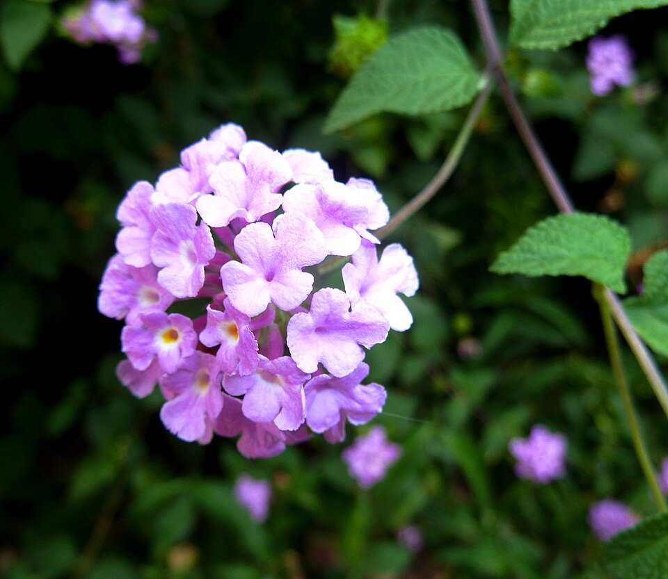 Lantana montevidensis (creeping lantana) (alternate view 5)