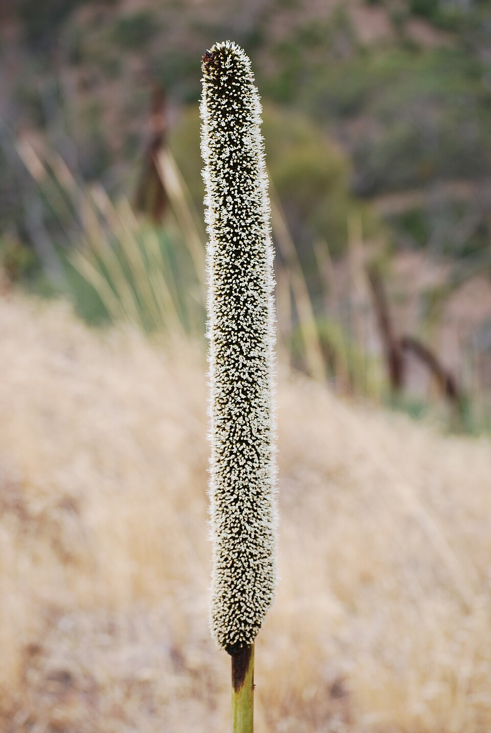 Xanthorrhoea semiplana (tufted grass-tree) (alternate view 8)