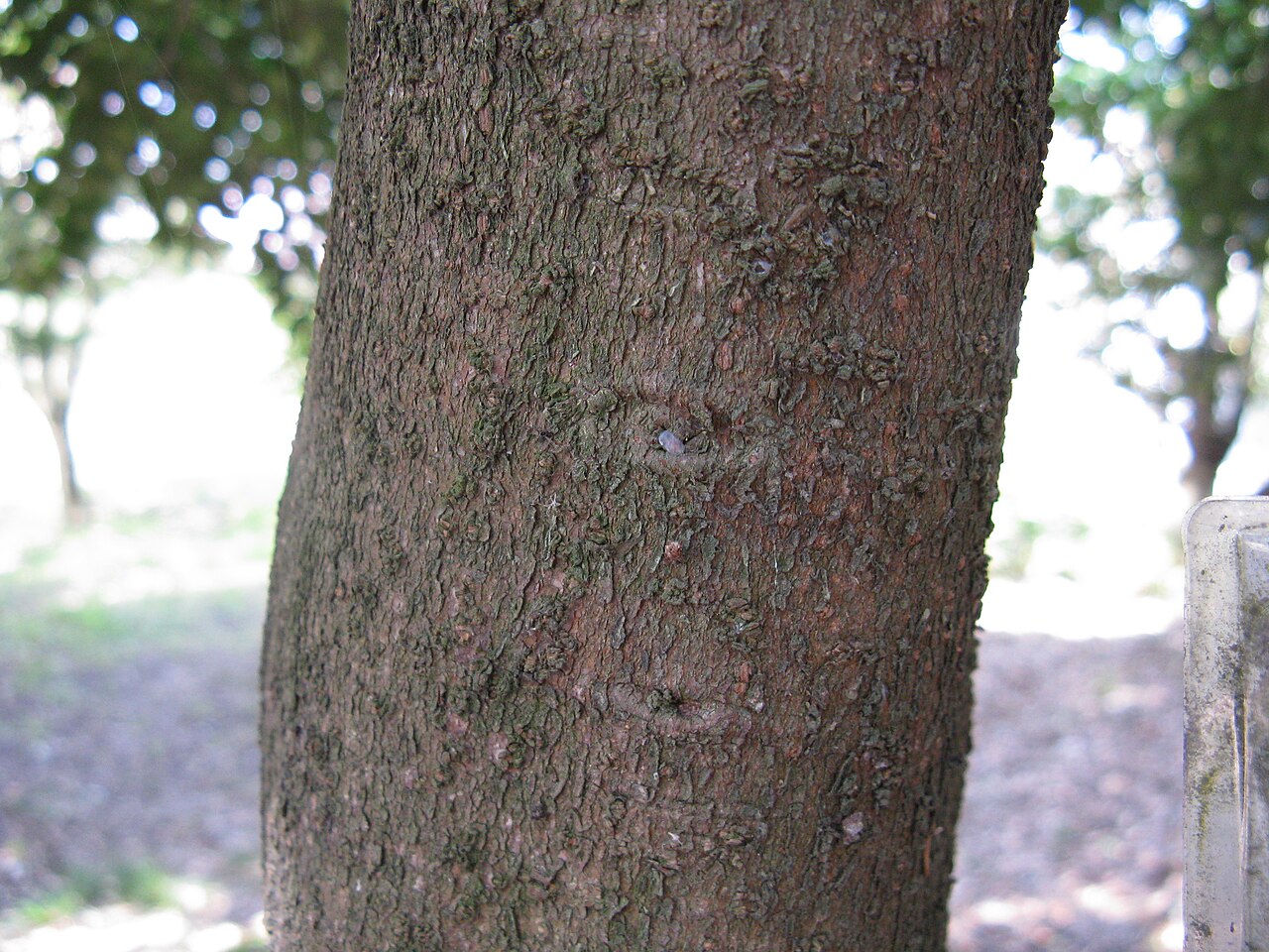 Cleyera japonica, Sakaki — upright evergreen (Pentaphylacaceae) (image 4 of 8)