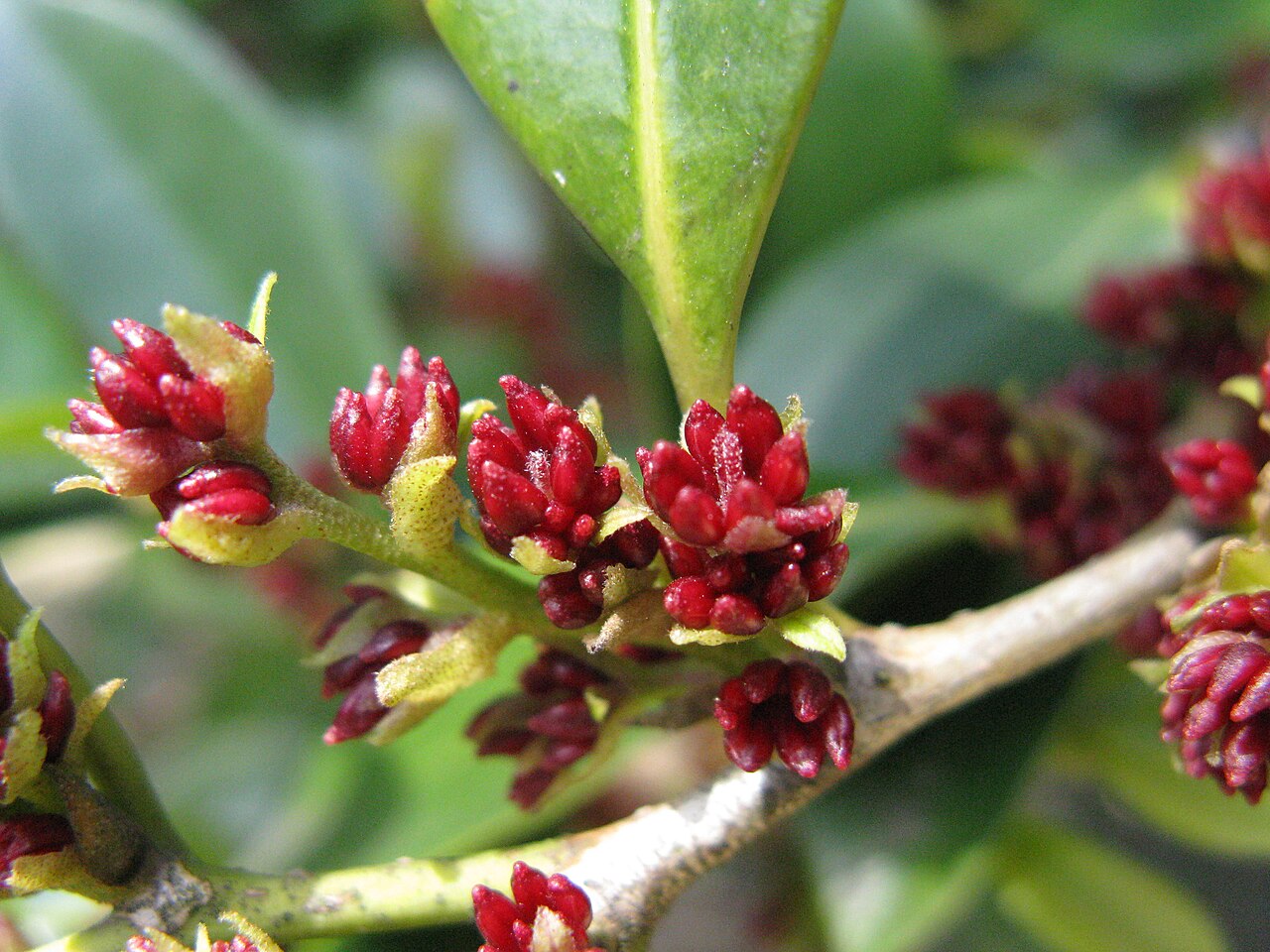 Distylium racemosum, Isu tree — upright evergreen (Hamamelidaceae) (image 4 of 10)