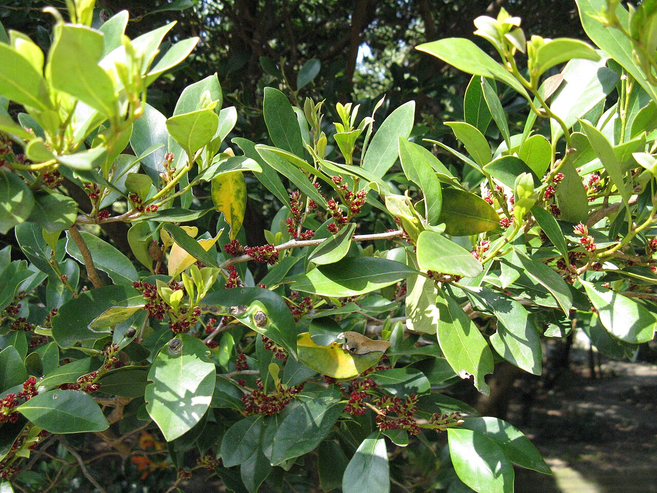 Distylium racemosum, Isu tree — upright evergreen (Hamamelidaceae) (image 5 of 10)
