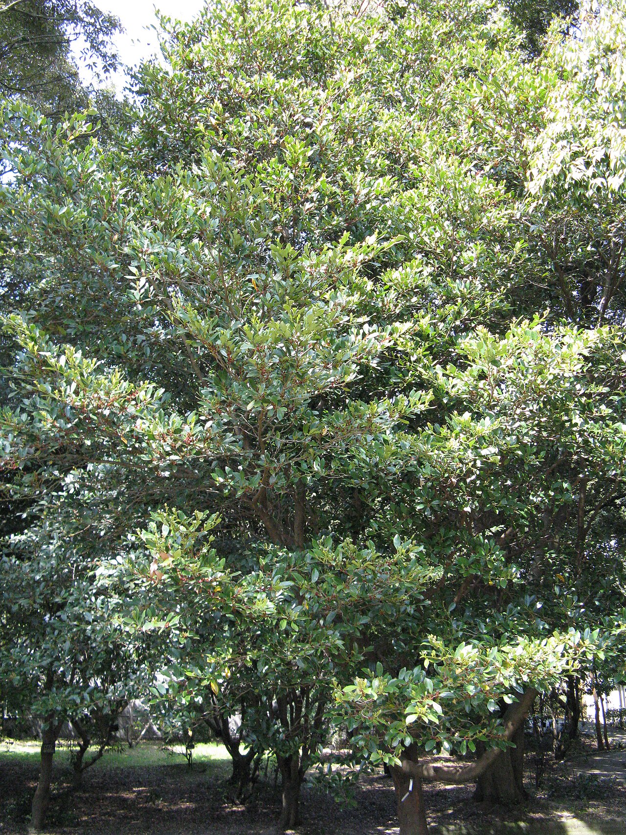 Distylium racemosum, Isu tree — upright evergreen (Hamamelidaceae) (image 6 of 10)