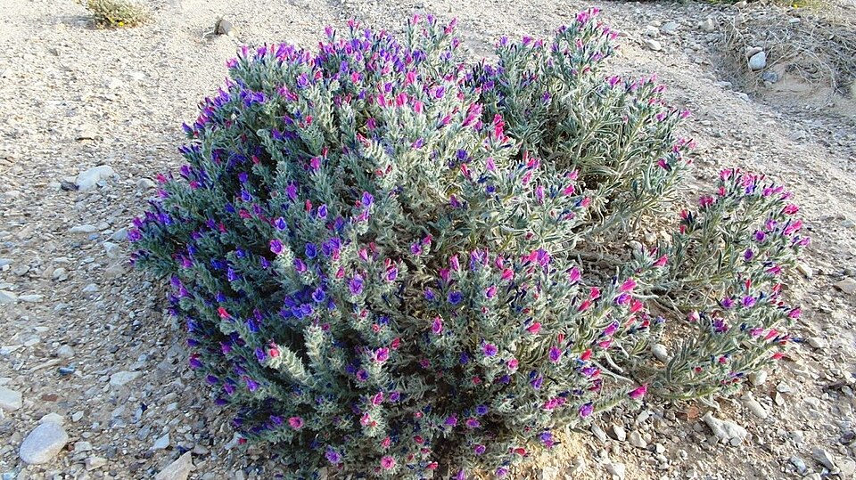 Echium (Viper's-buglosses) (alternate view 5)