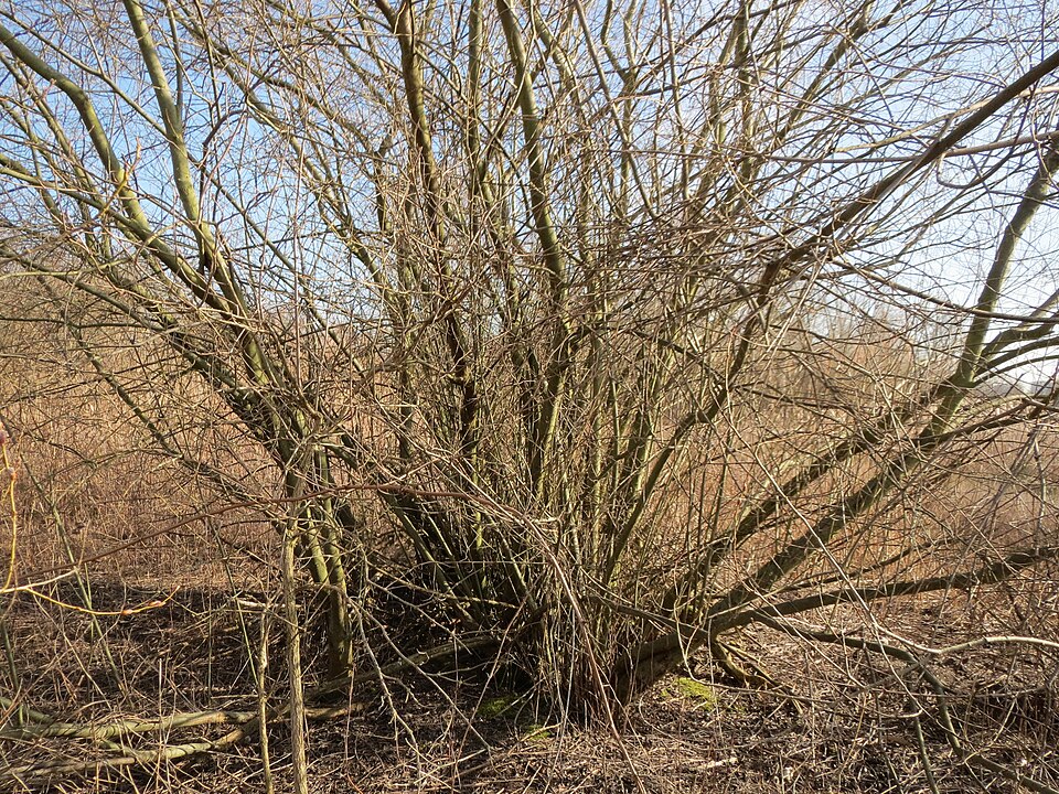 Salix purpurea (Purple Willow) (alternate view 13)