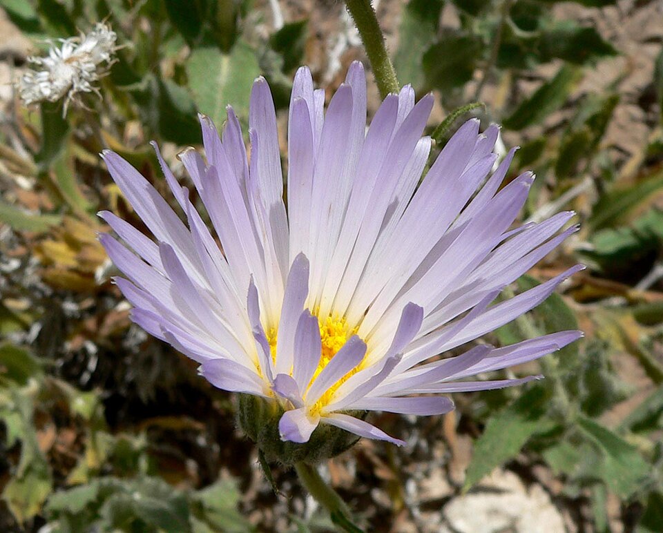Xylorhiza tortifolia (Mojave Woodyaster)