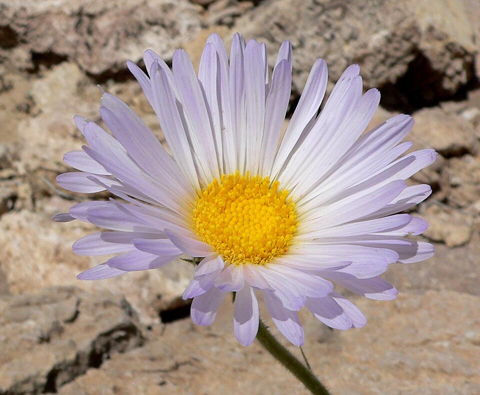 Xylorhiza tortifolia (Mojave Woodyaster) (alternate view 2)
