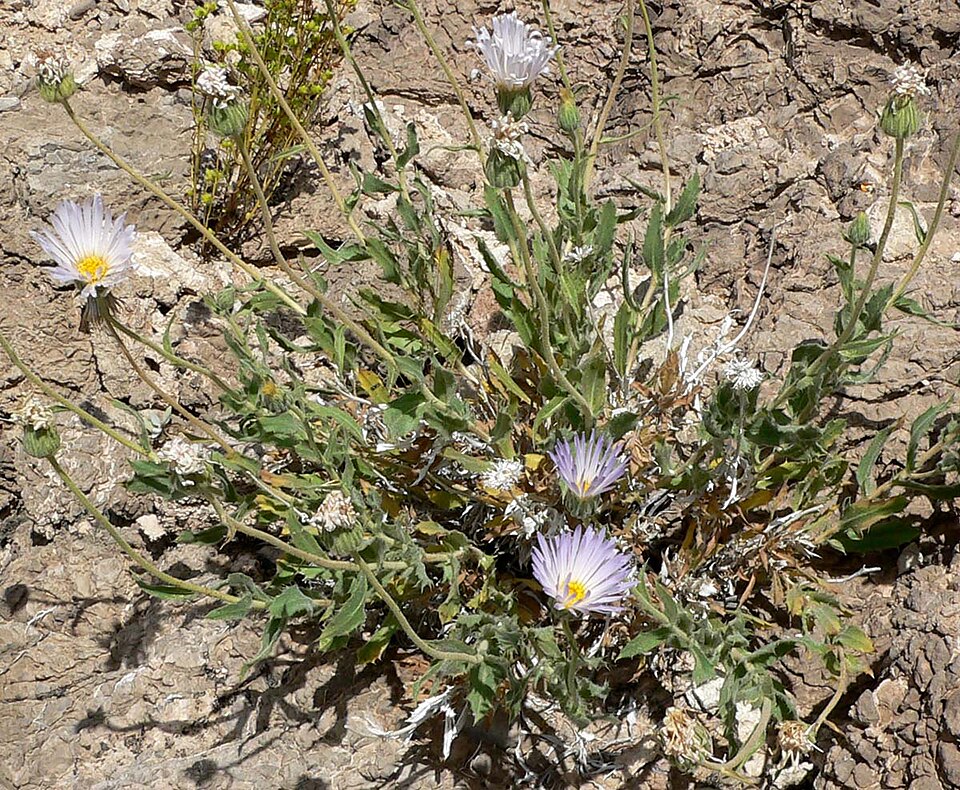 Xylorhiza tortifolia (Mojave Woodyaster) (alternate view 3)