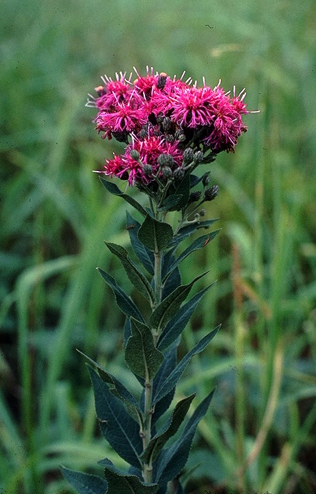 Vernonia baldwinii (Western Ironweed) (alternate view 6)