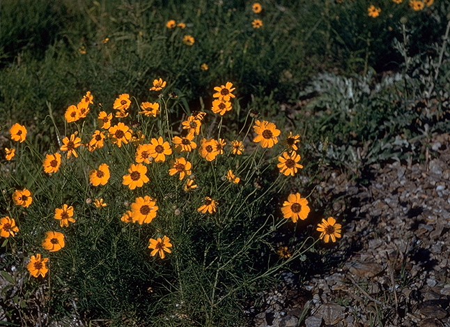 Thelesperma filifolium (stiff greenthread) (alternate view 6)