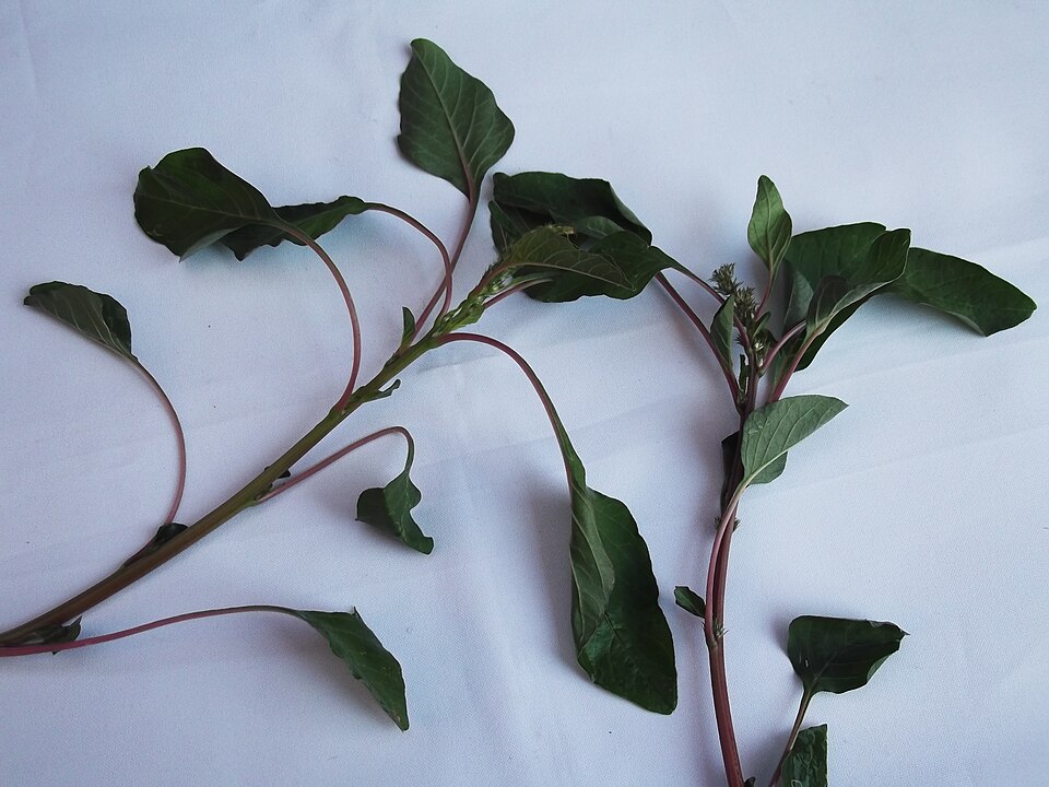 Amaranthus palmeri (Palmer's Amaranth) (alternate view 7)