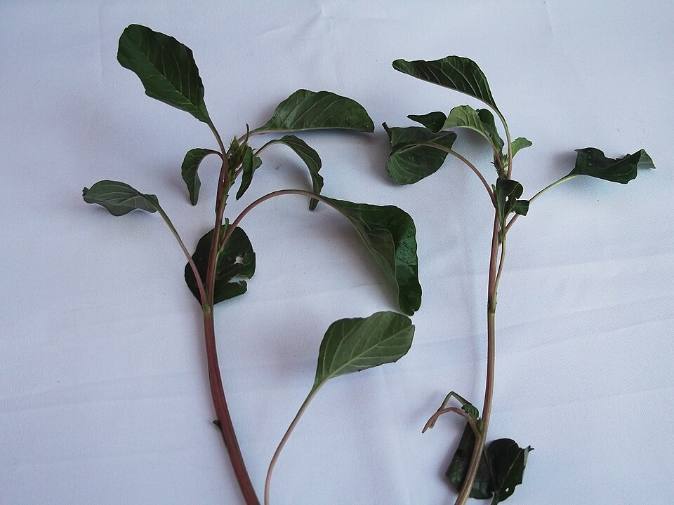 Amaranthus palmeri (Palmer's Amaranth) (alternate view 8)