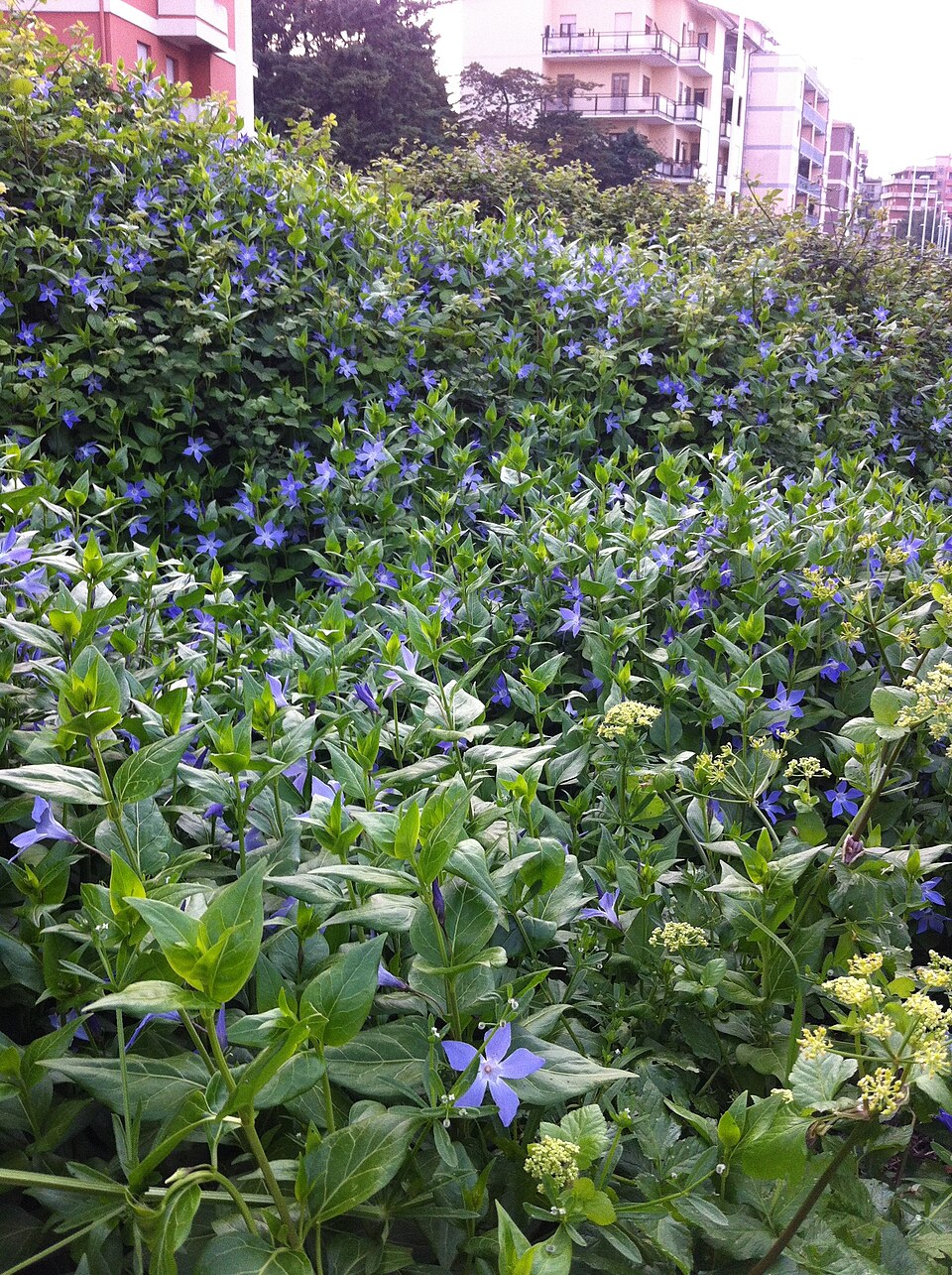 Vinca major (Greater Periwinkle) (alternate view 11)
