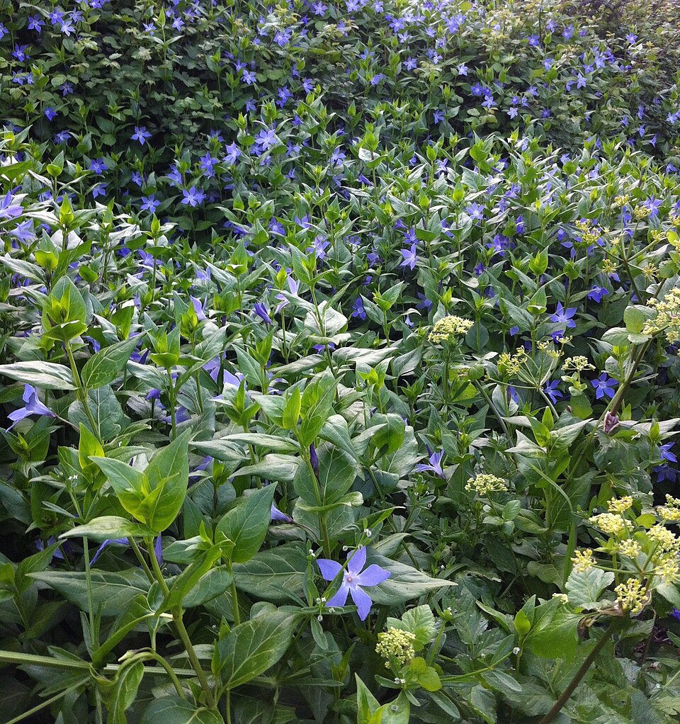 Vinca major (Greater Periwinkle) (alternate view 12)