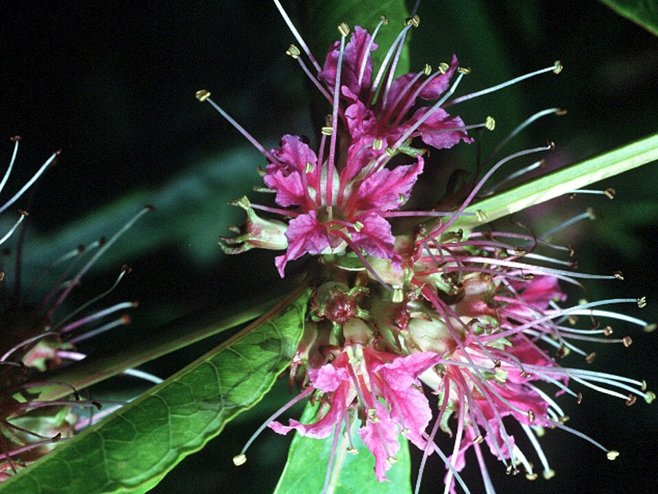 Decodon verticillatus (swamp loosestrife) (alternate view 8)