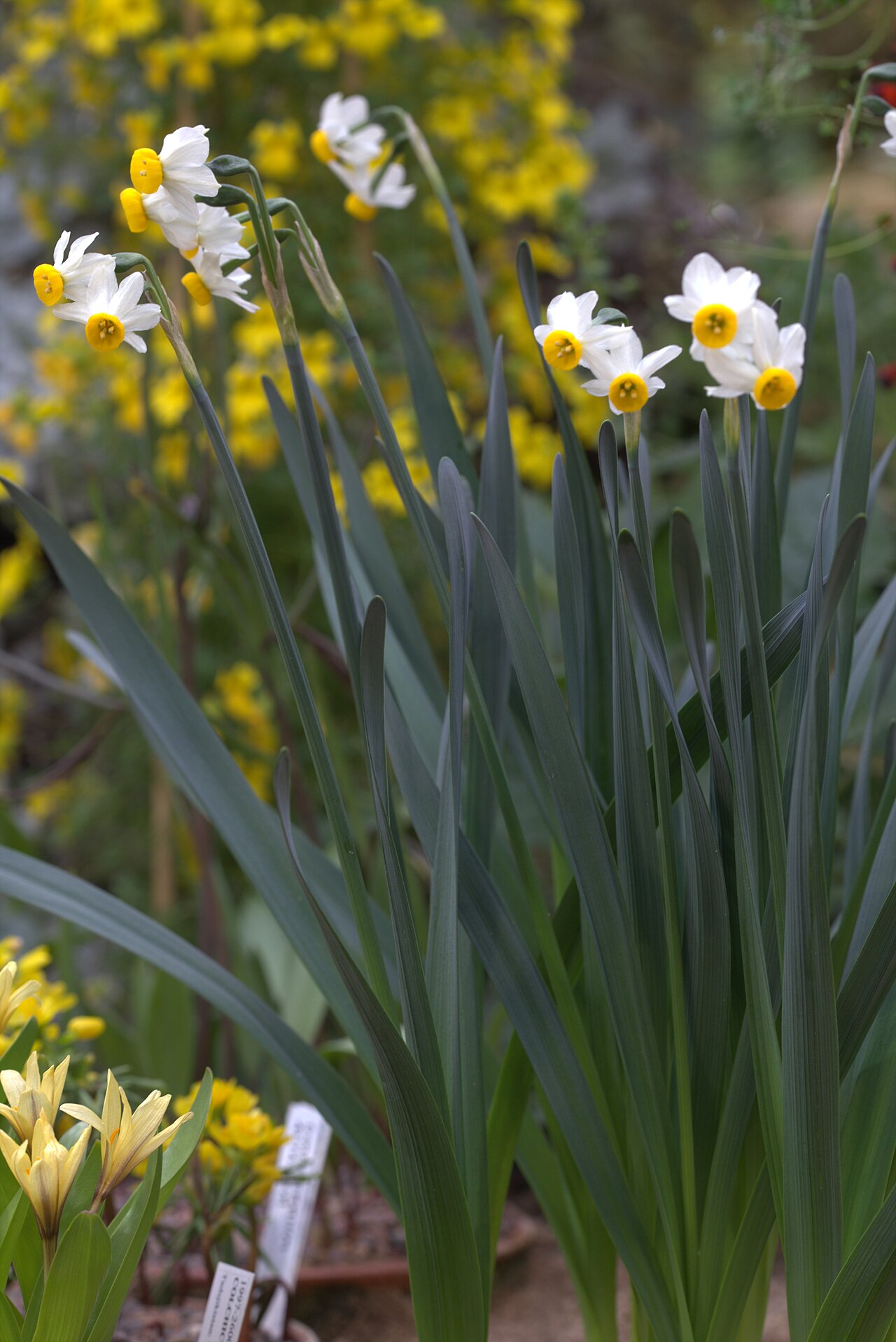 Narcissus tazetta, Paperwhite narcissus — clumping (Amaryllidaceae) (image 8 of 10)