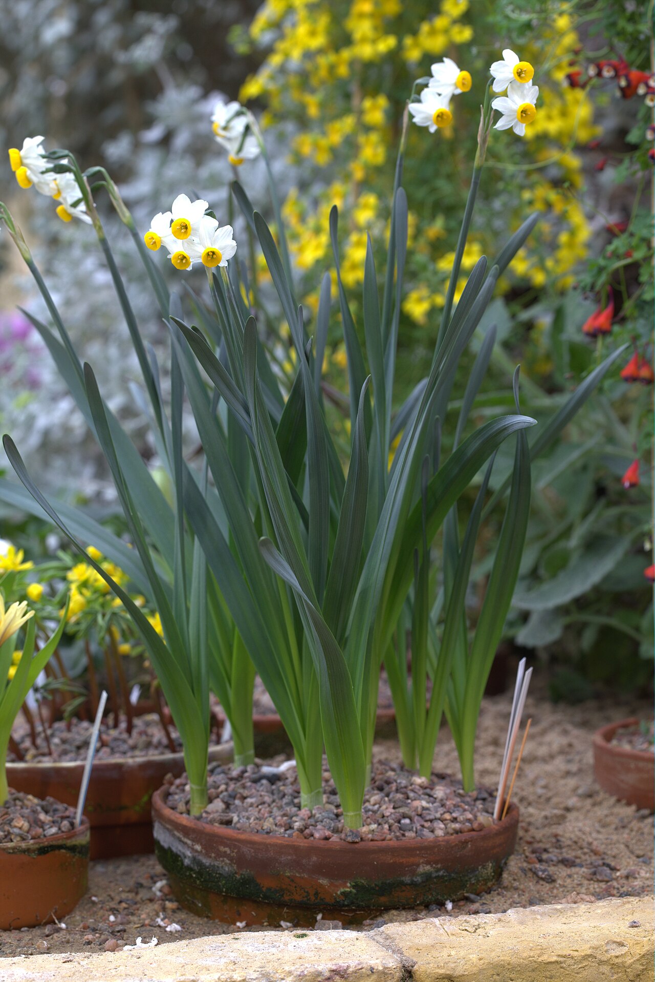 Narcissus tazetta, Paperwhite narcissus — clumping (Amaryllidaceae) (image 9 of 10)