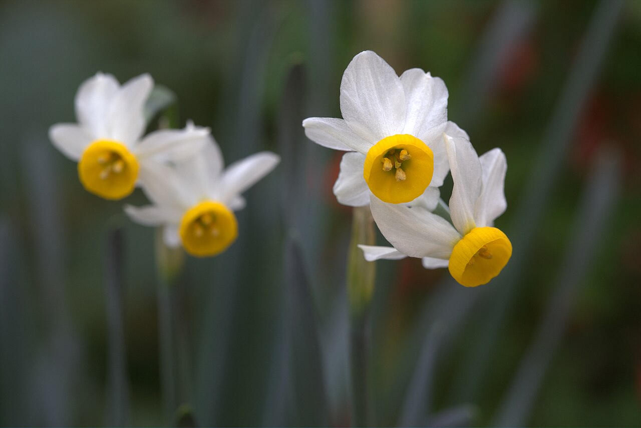 Narcissus tazetta, Paperwhite narcissus — clumping (Amaryllidaceae) (image 10 of 10)