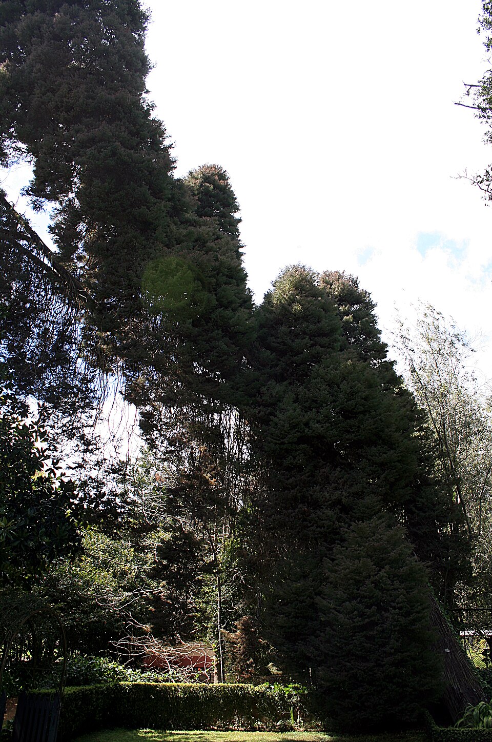 Cryptomeria japonica 'Elegans' (Plume Cryptomeria) (alternate view 3)