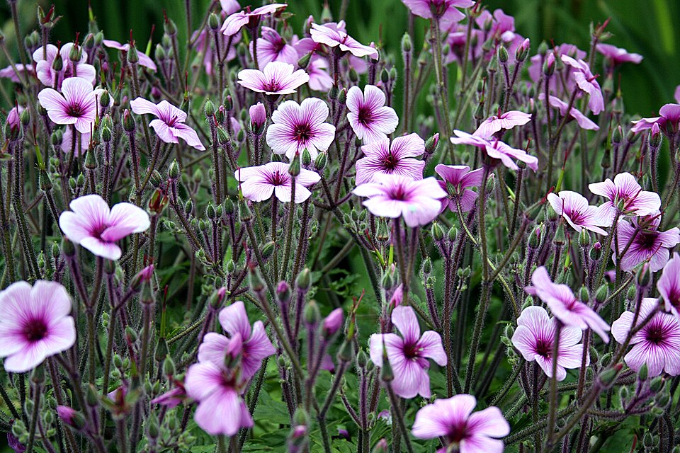 Geranium maderense (alternate view 14)