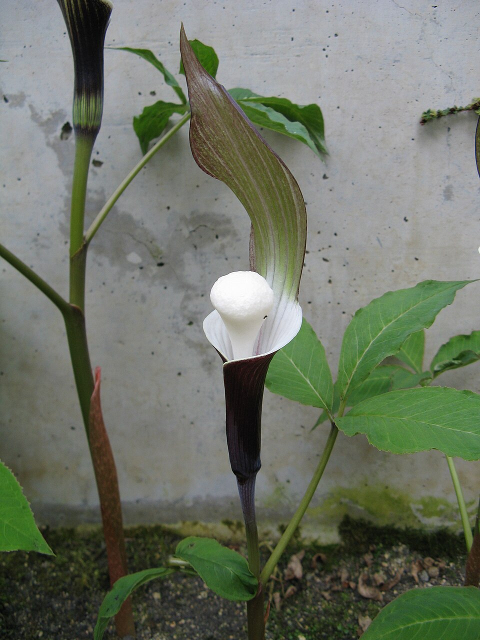 Arisaema sikokianum (Shikoku Cobra Lily) (alternate view 8)