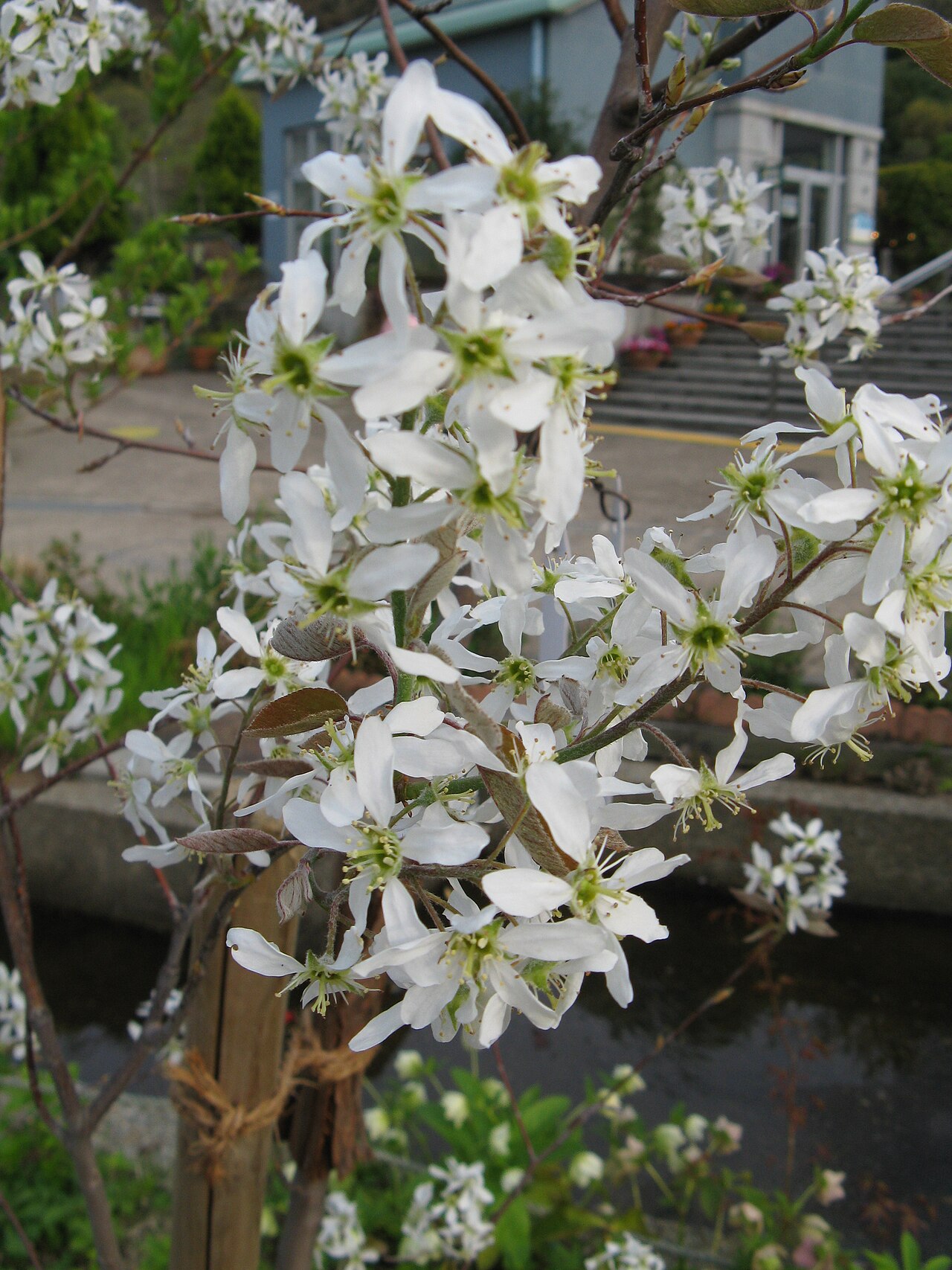 Amelanchier canadensis, Shadblow serviceberry — upright deciduous (Rosaceae) (image 1 of 10)