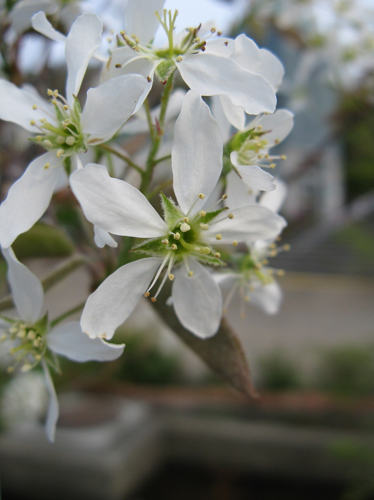 Amelanchier canadensis, Shadblow serviceberry — upright deciduous (Rosaceae) (image 2 of 10)