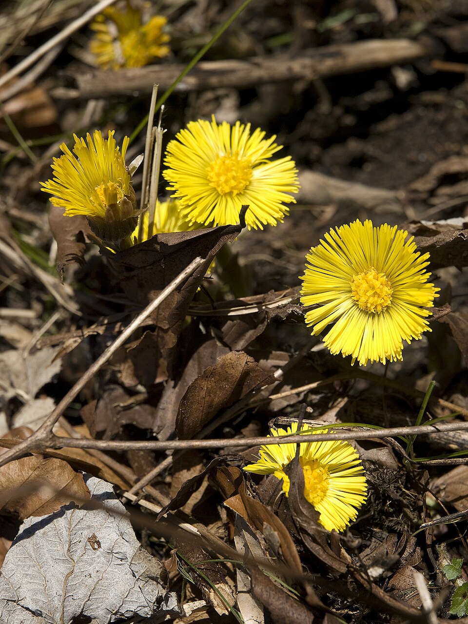 Tussilago farfara (colt's-foot)