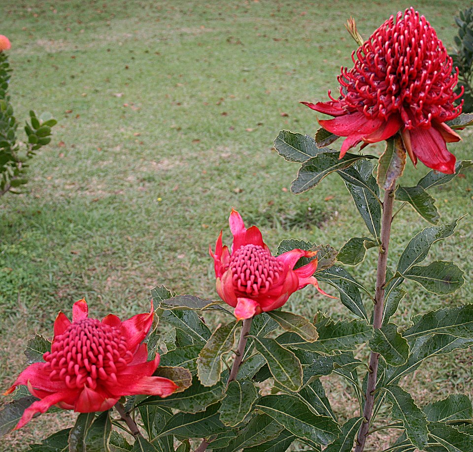Telopea speciosissima (Waratah) (alternate view 8)