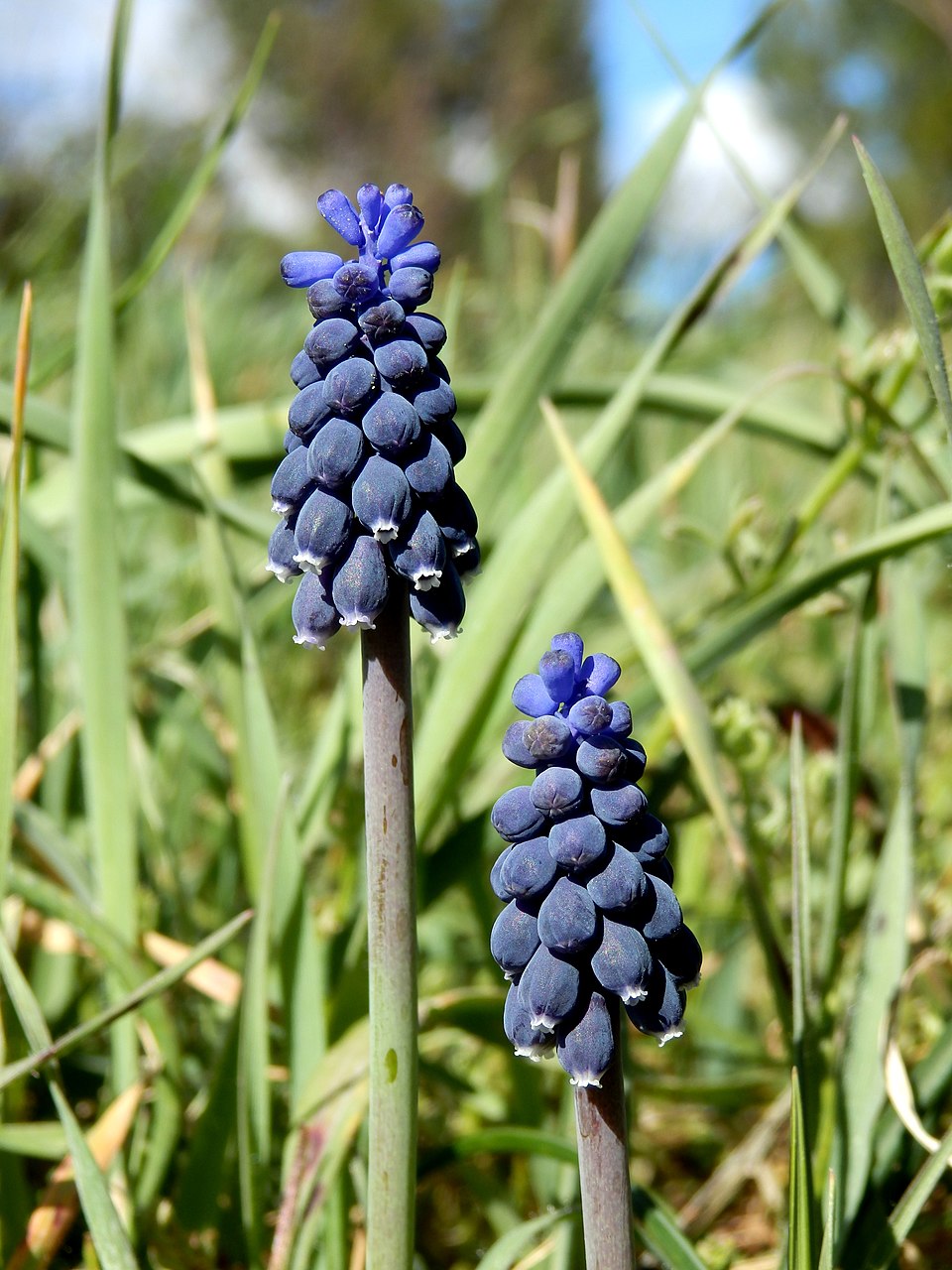 Muscari neglectum (Musk Hyacinth)