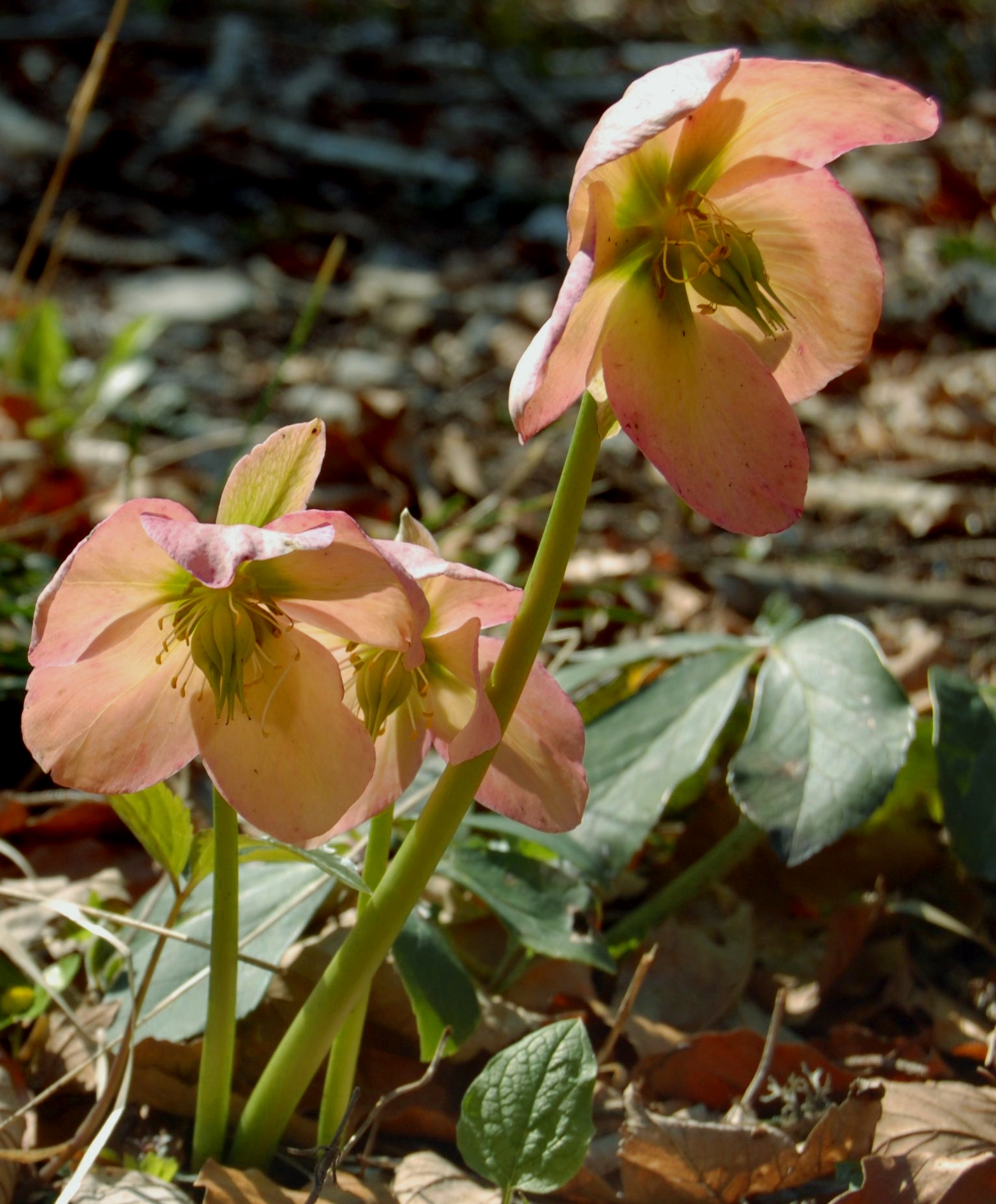 Helleborus niger, Christmas rose — clumping evergreen (Ranunculaceae) (image 7 of 10)