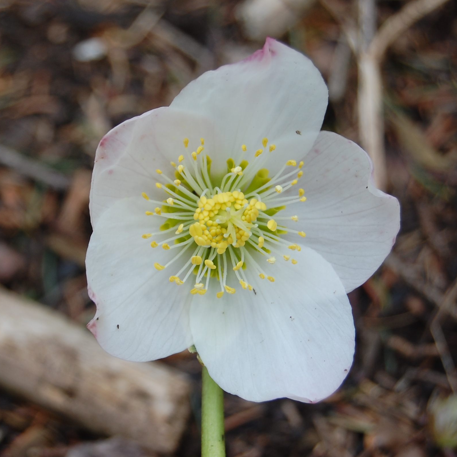 Helleborus niger, Christmas rose — clumping evergreen (Ranunculaceae) (image 8 of 10)