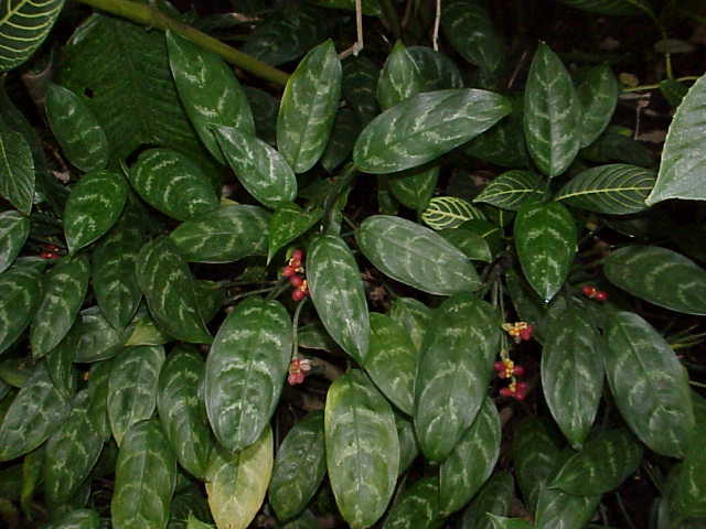 Aglaonema commutatum (Chinese Evergreen) (alternate view 11)
