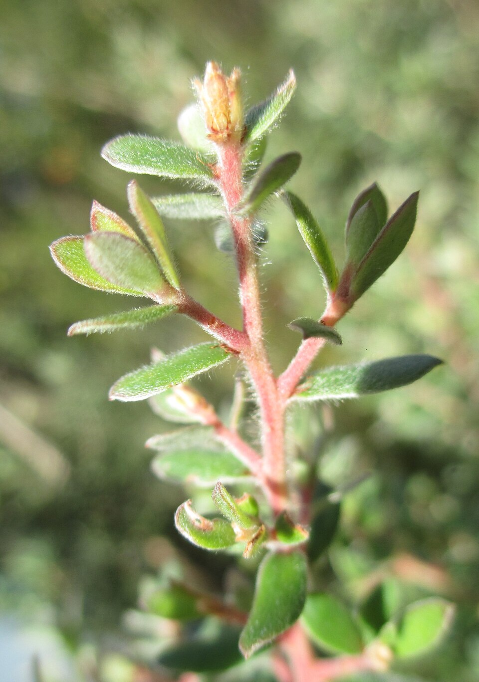 Leptospermum lanigerum (Woolly Teatree) (alternate view 8)