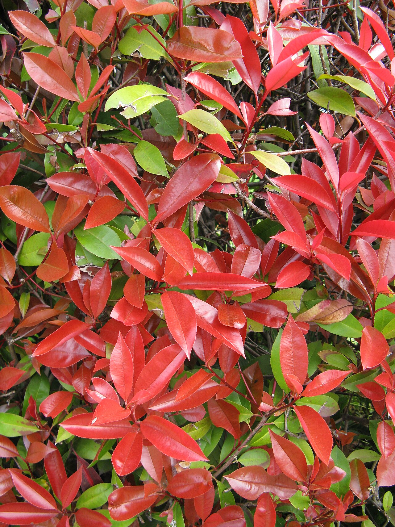 Photinia glabra, Japanese photinia — upright evergreen (Rosaceae) (image 4 of 10)