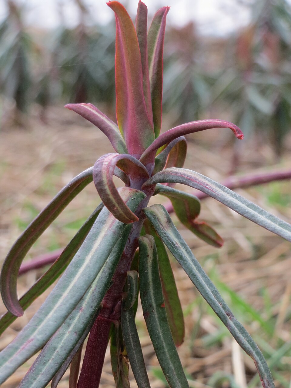 Euphorbia lathyris (caper spurge)