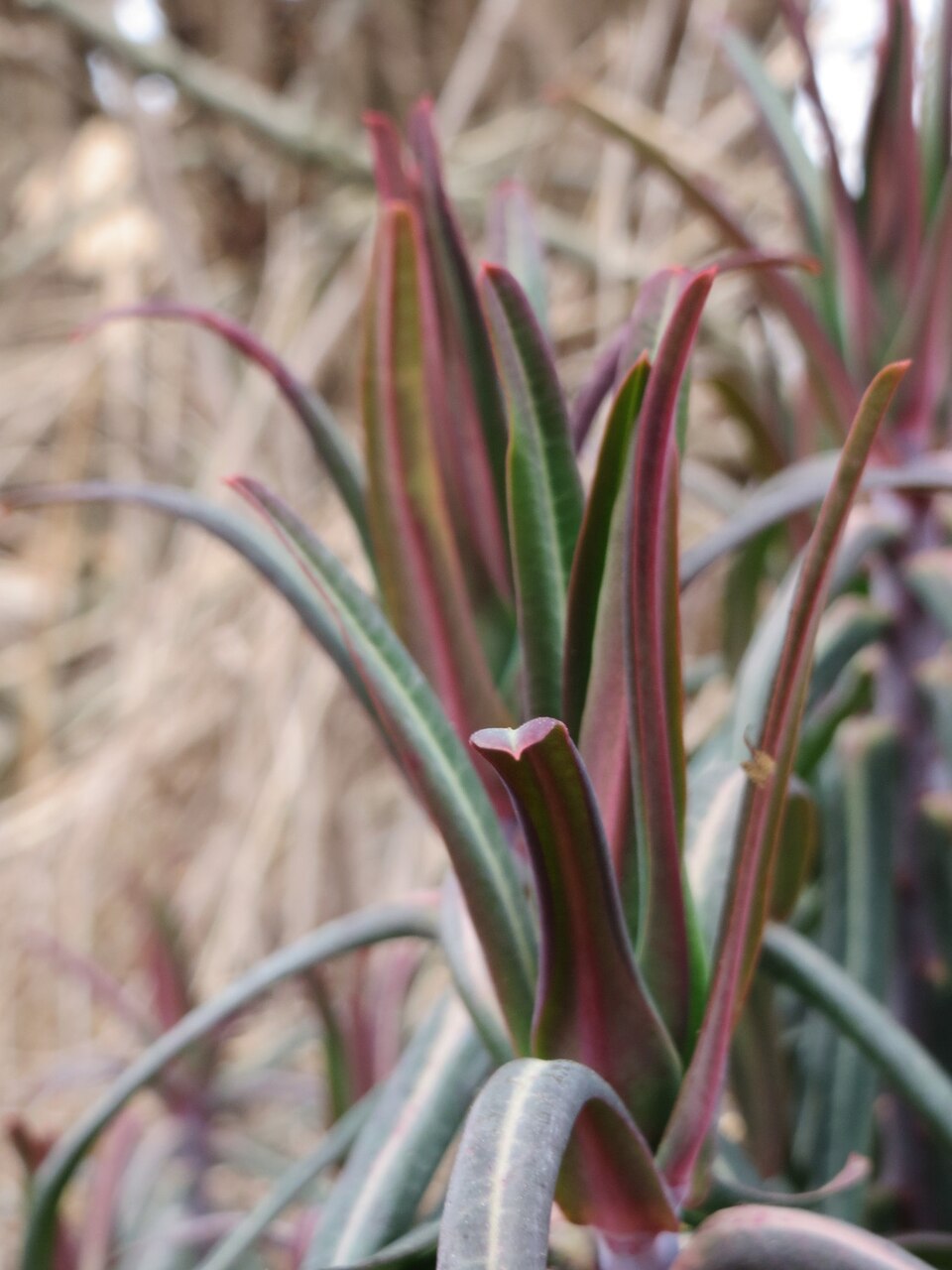 Euphorbia lathyris (caper spurge)