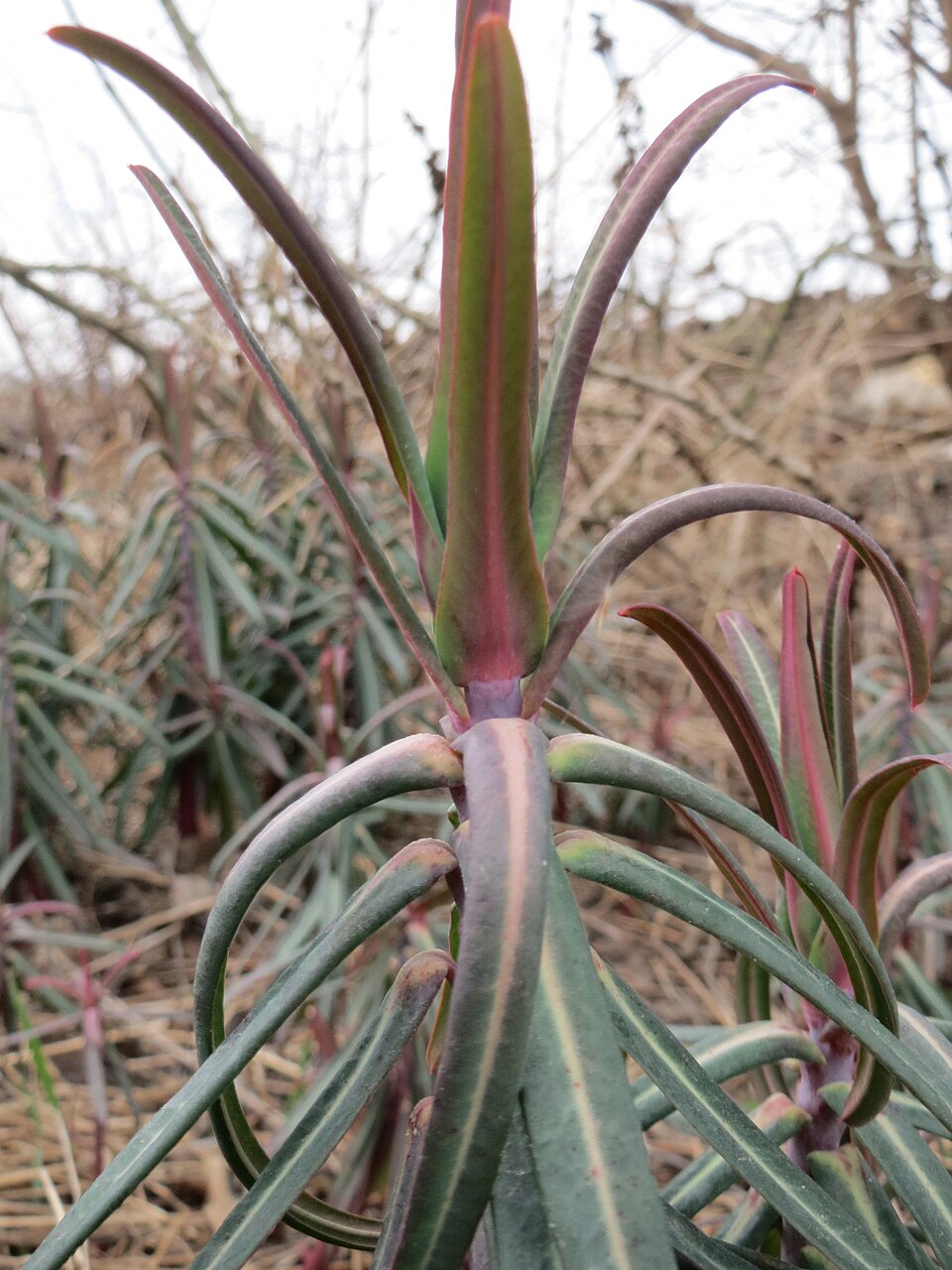 Euphorbia lathyris (caper spurge)