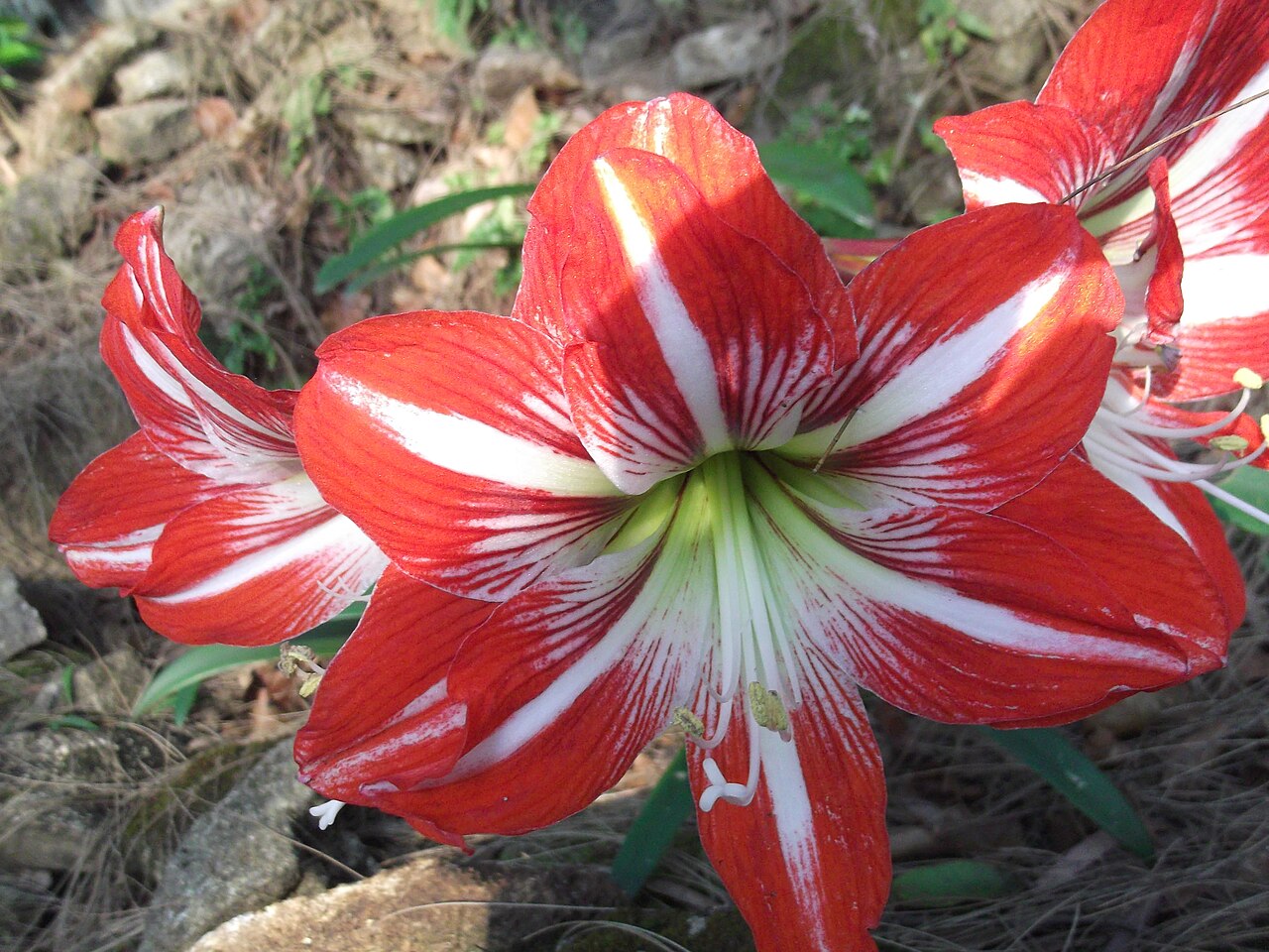 Hippeastrum vittatum, Striped amaryllis — clumping semi-evergreen (Amaryllidaceae) (image 2 of 10)