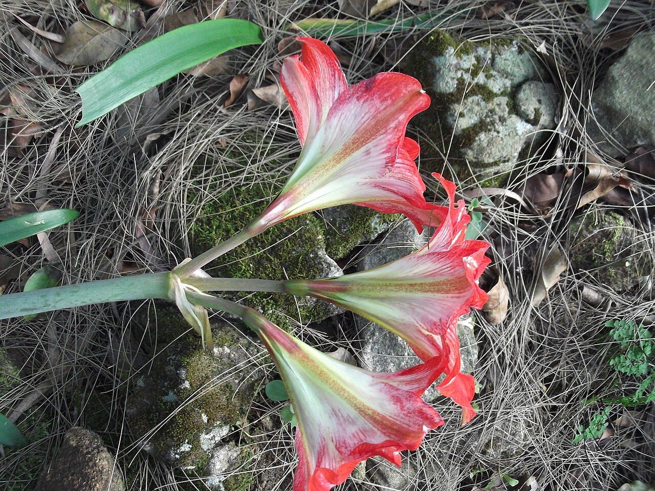 Hippeastrum vittatum, Striped amaryllis — clumping semi-evergreen (Amaryllidaceae) (image 3 of 10)