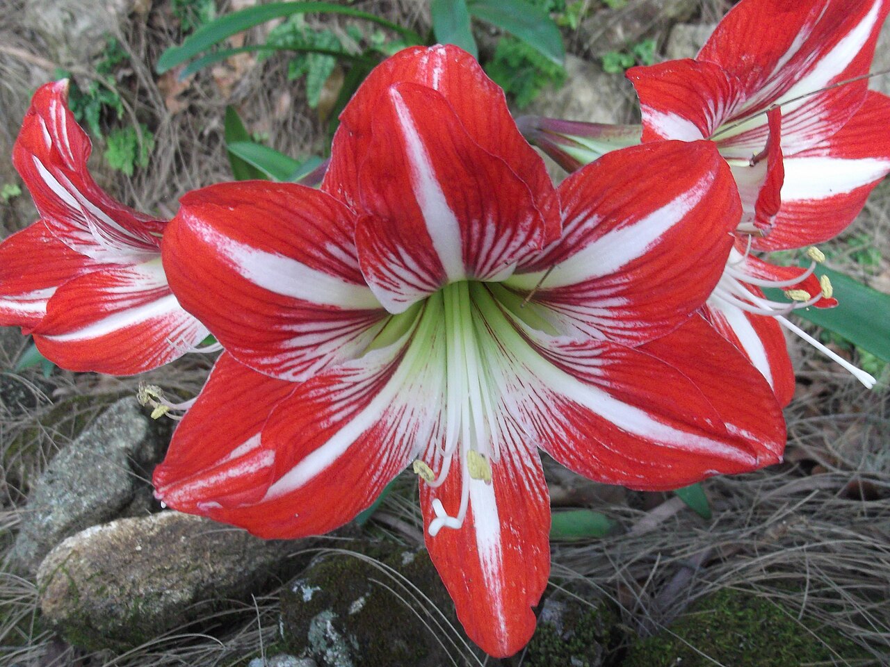 Hippeastrum vittatum, Striped amaryllis — clumping semi-evergreen (Amaryllidaceae) (image 4 of 10)