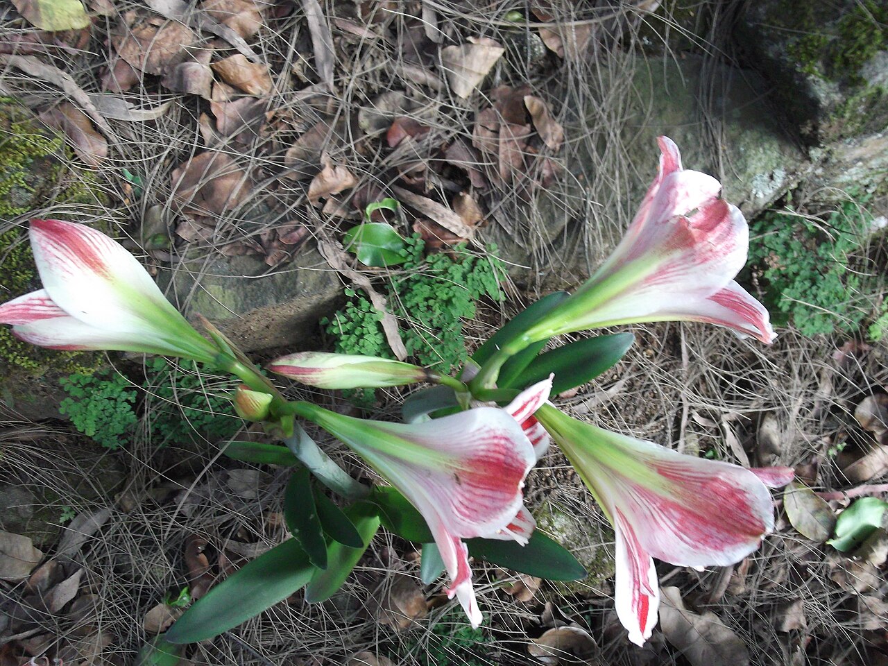 Hippeastrum vittatum, Striped amaryllis — clumping semi-evergreen (Amaryllidaceae) (image 5 of 10)