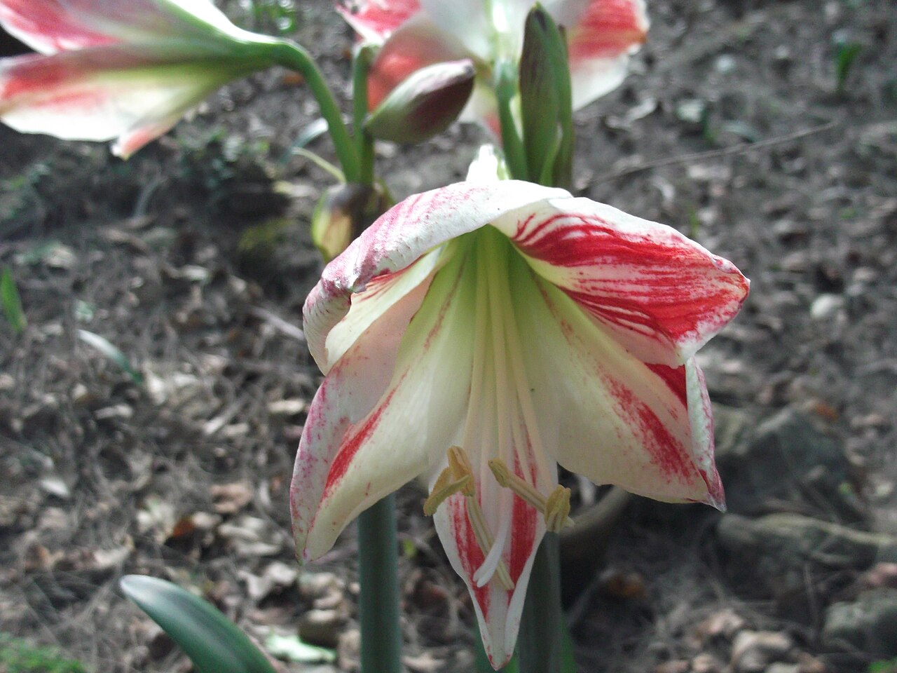 Hippeastrum vittatum, Striped amaryllis — clumping semi-evergreen (Amaryllidaceae) (image 6 of 10)