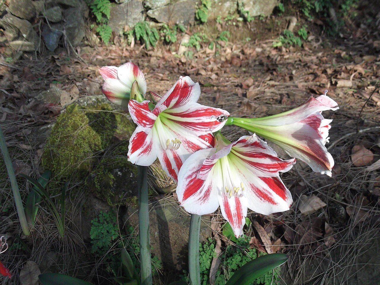 Hippeastrum vittatum, Striped amaryllis — clumping semi-evergreen (Amaryllidaceae) (image 7 of 10)