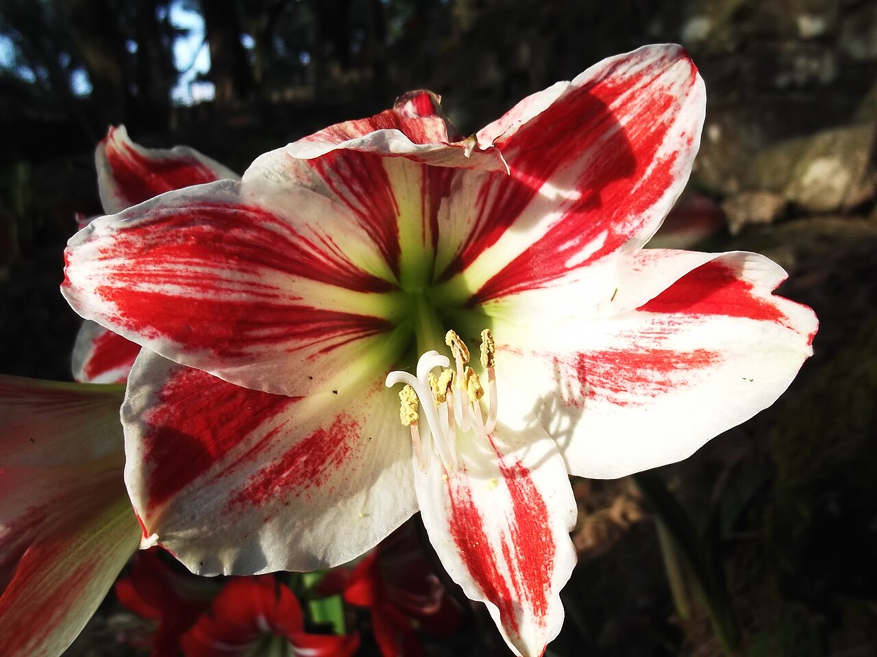 Hippeastrum vittatum, Striped amaryllis — clumping semi-evergreen (Amaryllidaceae) (image 8 of 10)