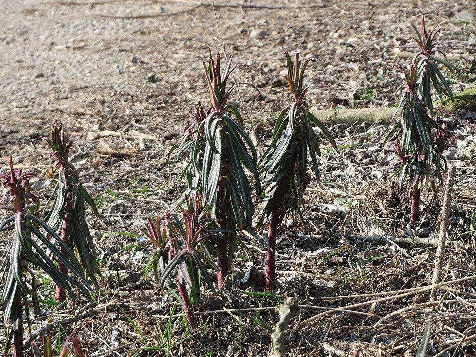 Euphorbia lathyris (caper spurge)
