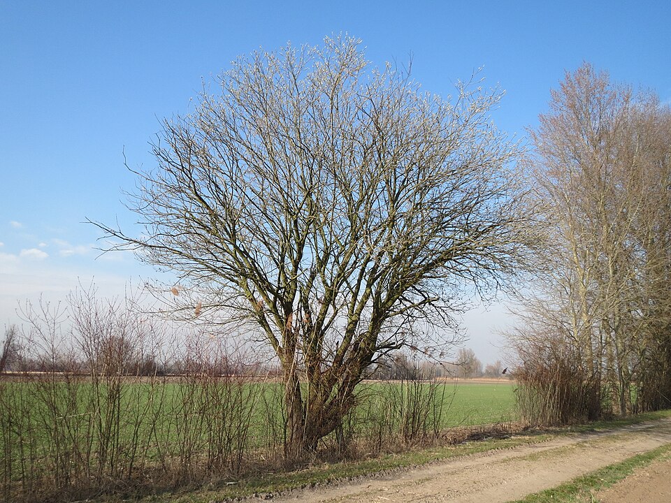 Salix caprea (goat willow)
