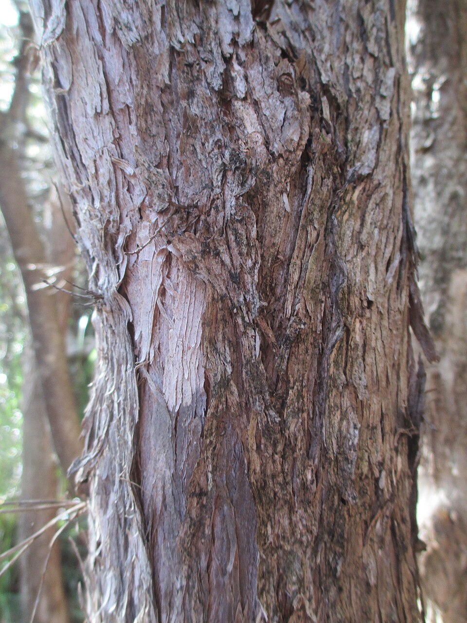 Leptospermum lanigerum (Woolly Teatree) (alternate view 9)